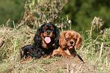 CAVALIER KING CHARLES 694